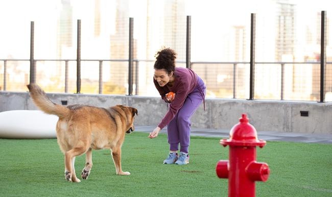 a person playing with a dog